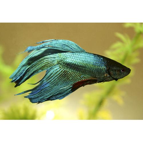 Betta splendens - Bojovnice pestrá samec zelený 5cm