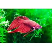 Betta splendens - Bojovnice pestrá samec mix barev 5 cm