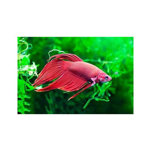 Betta splendens - Bojovnice pestrá samec mix barev 5 cm