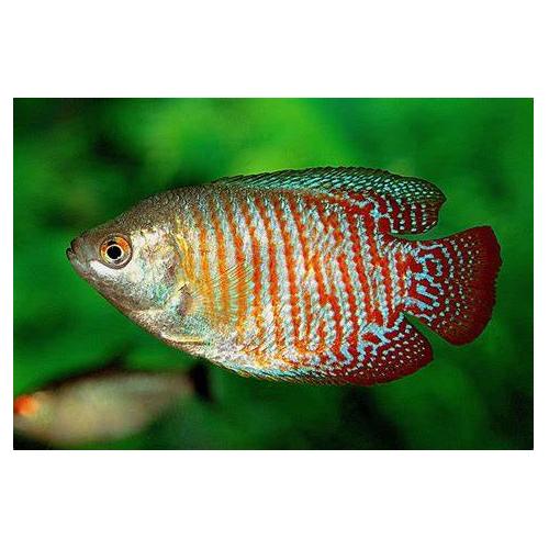 Colisa lalia - Čichavec zakrslý 3-4cm