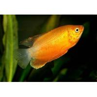 Colisa labiosa Orange 4cm