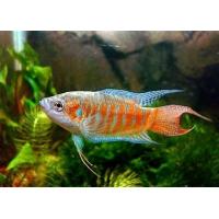 Macropodus opercularis - Rájovec dlouhoplotvý červený 4-5cm