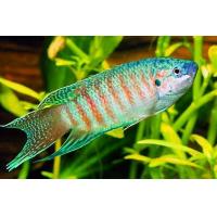 Macropodus opercularis - Rájovec dlouhoplotvý modrý 4-5cm