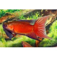 Macropodus opercularis - Rájovec dlouhoplotvý super červený 4-5cm