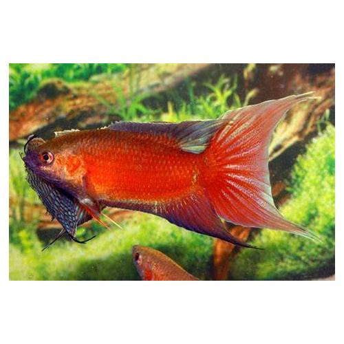 Macropodus opercularis - Rájovec dlouhoplotvý super červený 4-5cm