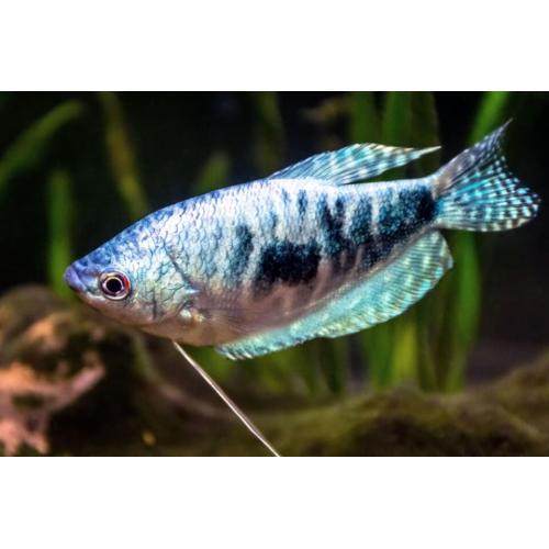 Trichopodus trichopterus Marmor - Čichavec modrý 4-4,5cm