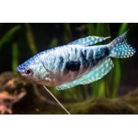 Trichopodus trichopterus Marmor L - Čichavec modrý L 5-6cm