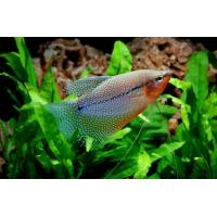 Trichogaster leerii - Čichavec perleťový 4-4,5cm