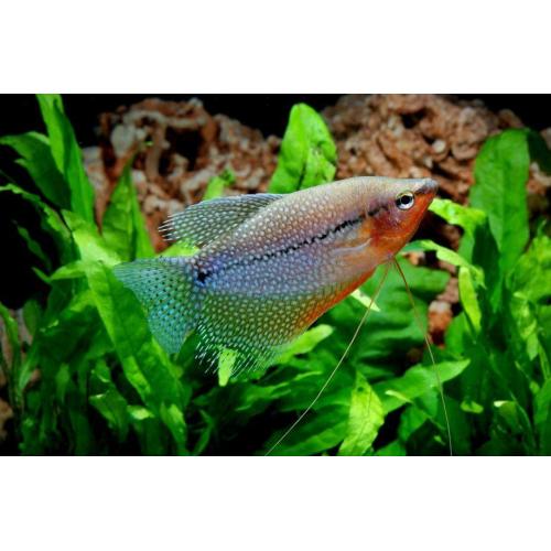 Trichogaster leerii - Čichavec perleťový 4-4,5cm