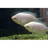 Helostoma temminkii - Čichavec líbající 4cm