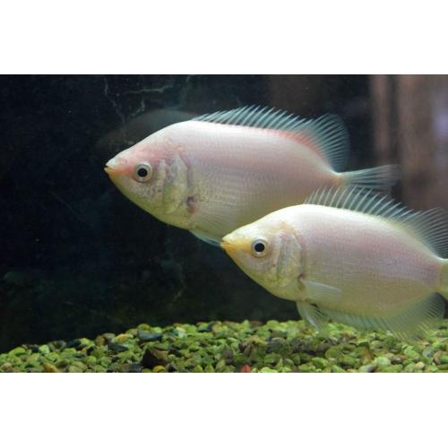 Helostoma temminkii - Čichavec líbající 4cm