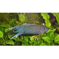 Macropodus opercularis - Rájovec concolor 4-5cm