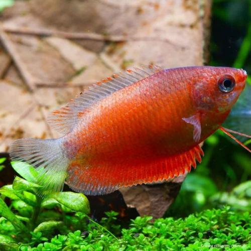 Colisa chuna Red - Čichavec medový 4cm