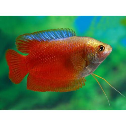 Colisa lalia Red - Čichavec zakrslý červený XL 4-5cm