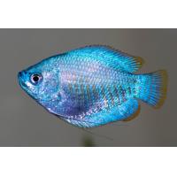 Colisa lalia Cobalt - Čichavec zakrslý kobaltový XL 4-5cm