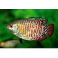 Colisa lalia - Čichavec zakrslý XL 4-5cm