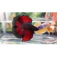 Betta splendens Double Tail XL samec 5cm