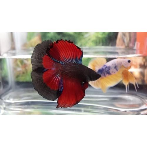 Betta splendens Double Tail XL samec 5cm