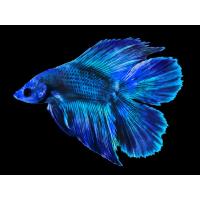 Betta splendens Double Tail XL samec 5cm
