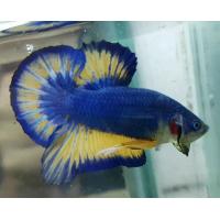 Betta splendens -  Half Moon Plakat XL samec 5cm