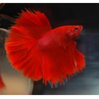 Betta splendens Half moon XL 5cm