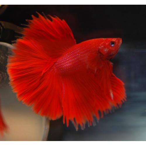 Betta splendens Half moon XL 5cm