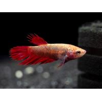 Betta splendens Crown Tail XL samice 4cm