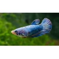 Betta splendens Half Moon samice 4cm