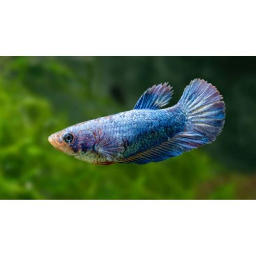 Betta splendens Half Moon samice 4cm