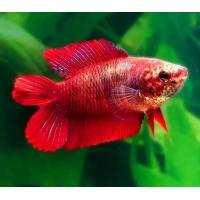 Betta splendens Double Tail samice 4cm