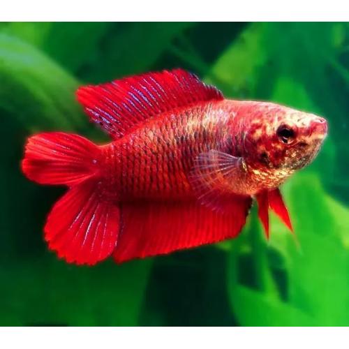 Betta splendens Double Tail samice 4cm