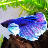 Betta splendens Elephant Round Tail Dumbo Ear
