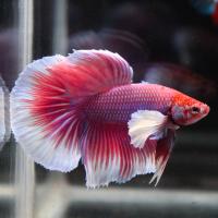 Betta splendens Elephant Round Tail Dumbo Ear