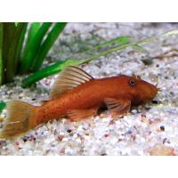 Ancistrus sp. Super Red - Krunýřovec super červený 3,5-4cm