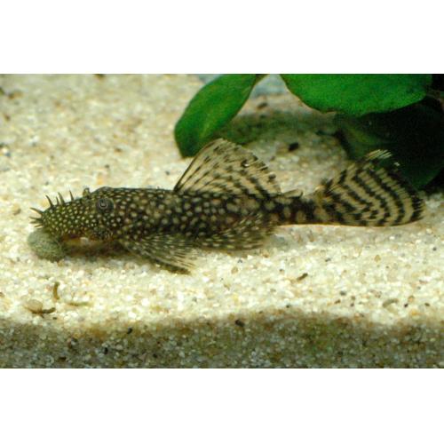 Ancistrus dolichopterus - Krunýřovec modrý 5-6cm