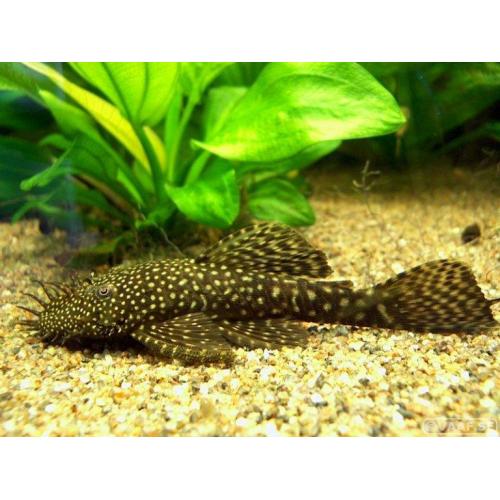 Ancistrus dolichopterus - Krunýřovec modrý XL 10cm