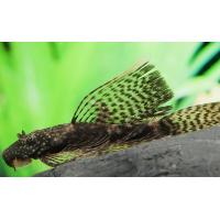 Ancistrus dolichopterus - Krunýřovec modrý závojový 4cm