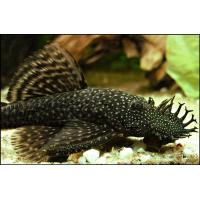 Ancistrus leucostictus - Gelbpunkt Antennenwels 4cm