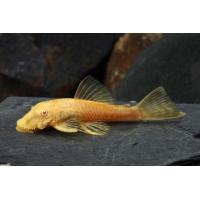 Ancistrus sp. Gold - Krunýřovec zlatý 3,5-4cm
