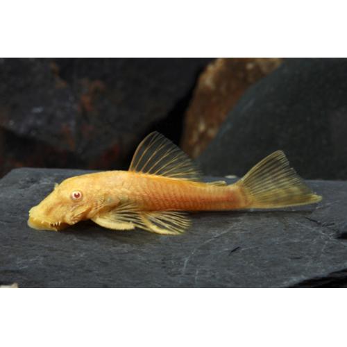 Ancistrus sp. Gold - Krunýřovec zlatý 3,5-4cm