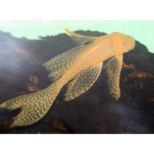 Ancistrus sp. Gold - Krunýřovec zlatý závojový 4cm