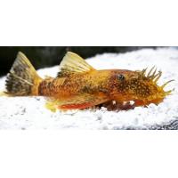 Ancistrus sp. Rot, LDA 16 - Krunýřovec červený 3,5-4cm