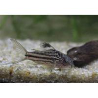 Corydoras nanus - Corydoras drobný 2 cm