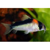 Corydoras adolfoi - Pancéřníček Adolfův 3cm
