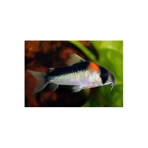 Corydoras adolfoi - Pancéřníček Adolfův 3cm