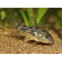 Corydoras paleatus - Pancéřníček skvrnitý 2,5-3cm