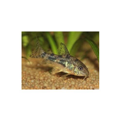 Corydoras paleatus - Pancéřníček skvrnitý 2,5-3cm