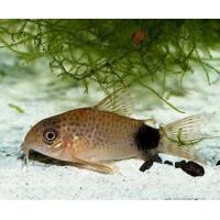 Corydoras caudimaculatus - Pancéřníček ocasoskvrnný 2,5-3cm