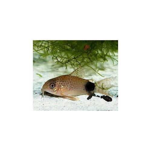Corydoras caudimaculatus - Pancéřníček ocasoskvrnný 2,5-3cm