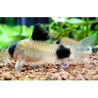 Corydoras panda - Pancéřníček panda 2,5-3cm